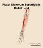 The radial head of the flexor digitorum superficialis muscle of the forearm - orientation 14