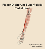 The radial head of the flexor digitorum superficialis muscle of the forearm - orientation 15
