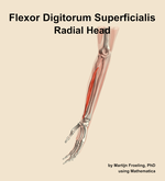 The radial head of the flexor digitorum superficialis muscle of the forearm - orientation 16