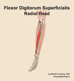 The radial head of the flexor digitorum superficialis muscle of the forearm - orientation 2