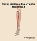 The radial head of the flexor digitorum superficialis muscle of the forearm - orientation 3