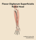 The radial head of the flexor digitorum superficialis muscle of the forearm - orientation 4