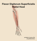 The radial head of the flexor digitorum superficialis muscle of the forearm - orientation 5