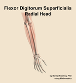 The radial head of the flexor digitorum superficialis muscle of the forearm - orientation 6