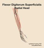 The radial head of the flexor digitorum superficialis muscle of the forearm - orientation 7