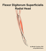 The radial head of the flexor digitorum superficialis muscle of the forearm - orientation 9