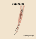 The supinator muscle of the forearm - orientation 1