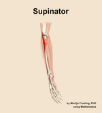 The supinator muscle of the forearm - orientation 10
