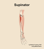 The supinator muscle of the forearm - orientation 11