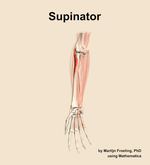 The supinator muscle of the forearm - orientation 12