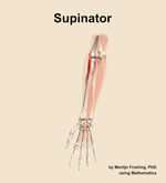 The supinator muscle of the forearm - orientation 13