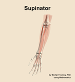 The supinator muscle of the forearm - orientation 14