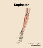 The supinator muscle of the forearm - orientation 15