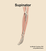 The supinator muscle of the forearm - orientation 2