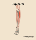 The supinator muscle of the forearm - orientation 3