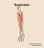 The supinator muscle of the forearm - orientation 4