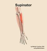 The supinator muscle of the forearm - orientation 5
