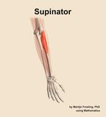 The supinator muscle of the forearm - orientation 6