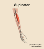 The supinator muscle of the forearm - orientation 7