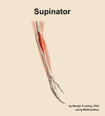 The supinator muscle of the forearm - orientation 8