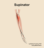 The supinator muscle of the forearm - orientation 9