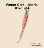 The ulnar head of the flexor carpi ulnaris muscle of the forearm - orientation 1
