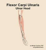 The ulnar head of the flexor carpi ulnaris muscle of the forearm - orientation 10