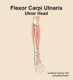 The ulnar head of the flexor carpi ulnaris muscle of the forearm - orientation 11