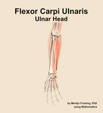 The ulnar head of the flexor carpi ulnaris muscle of the forearm - orientation 12