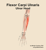 The ulnar head of the flexor carpi ulnaris muscle of the forearm - orientation 13