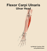 The ulnar head of the flexor carpi ulnaris muscle of the forearm - orientation 14