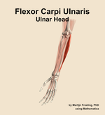 The ulnar head of the flexor carpi ulnaris muscle of the forearm - orientation 15