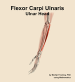 The ulnar head of the flexor carpi ulnaris muscle of the forearm - orientation 16