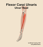 The ulnar head of the flexor carpi ulnaris muscle of the forearm - orientation 2