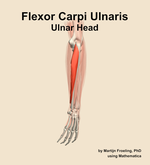 The ulnar head of the flexor carpi ulnaris muscle of the forearm - orientation 3