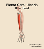 The ulnar head of the flexor carpi ulnaris muscle of the forearm - orientation 4