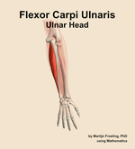 The ulnar head of the flexor carpi ulnaris muscle of the forearm - orientation 5