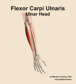 The ulnar head of the flexor carpi ulnaris muscle of the forearm - orientation 6