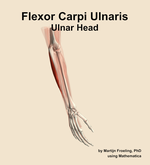 The ulnar head of the flexor carpi ulnaris muscle of the forearm - orientation 7