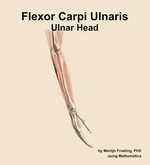 The ulnar head of the flexor carpi ulnaris muscle of the forearm - orientation 8