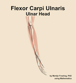 The ulnar head of the flexor carpi ulnaris muscle of the forearm - orientation 9