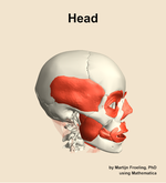 Muscles of the Head - orientation 10