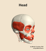 Muscles of the Head - orientation 11