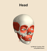 Muscles of the Head - orientation 12