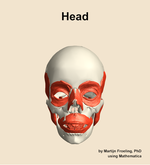 Muscles of the Head - orientation 13