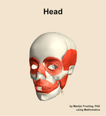 Muscles of the Head - orientation 14