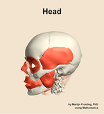 Muscles of the Head - orientation 16