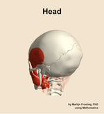 Muscles of the Head - orientation 3