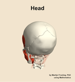 Muscles of the Head - orientation 4