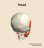 Muscles of the Head - orientation 6